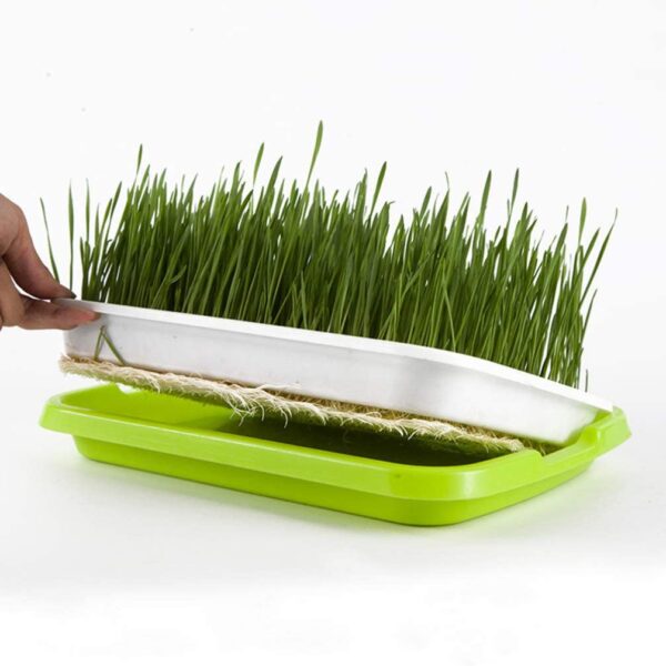 Sprouting Trays with Shelves for Making Wheat and Barley Grass - Image 5