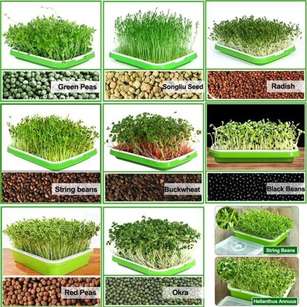 Sprouting Trays with Shelves for Making Wheat and Barley Grass - Image 2