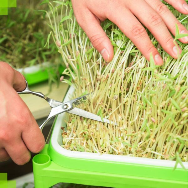 Sprouting Trays with Shelves for Making Wheat and Barley Grass - Image 3