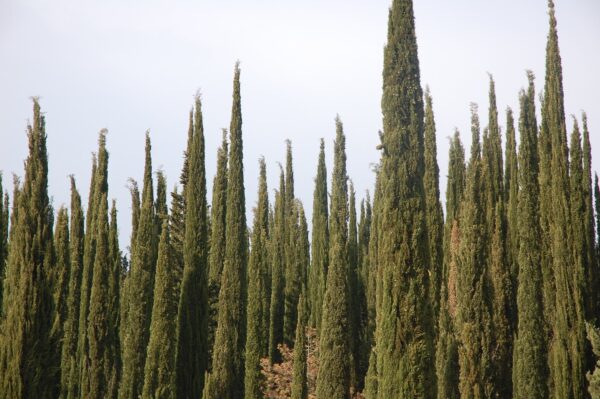 Organic Cypress Essential Oil – 10 ml – France - Image 2
