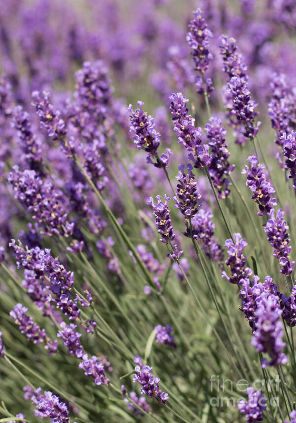 Organic Lavender Essential Oil – 10 ml – French/Bulgarian - Image 2