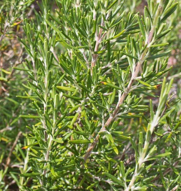 Organic Rosemary Essential Oil – 10 ml – Spain - Image 2