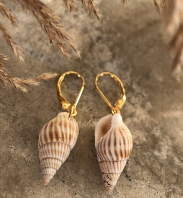 The small seashell earrings