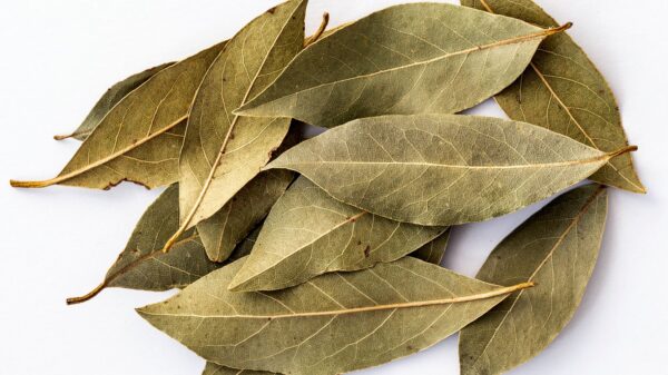 Organic mountain bay leaf - Italy - 25 g - Image 3
