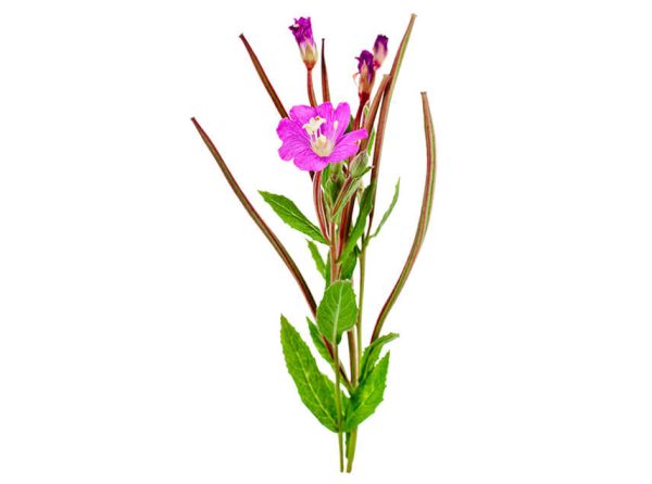 Pure Palmarosa Essential Oil – 10 ml – India - Image 2
