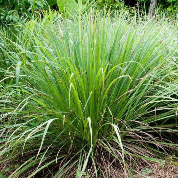 Organic Lemongrass Essential Oil – 10 ml – India - Image 2